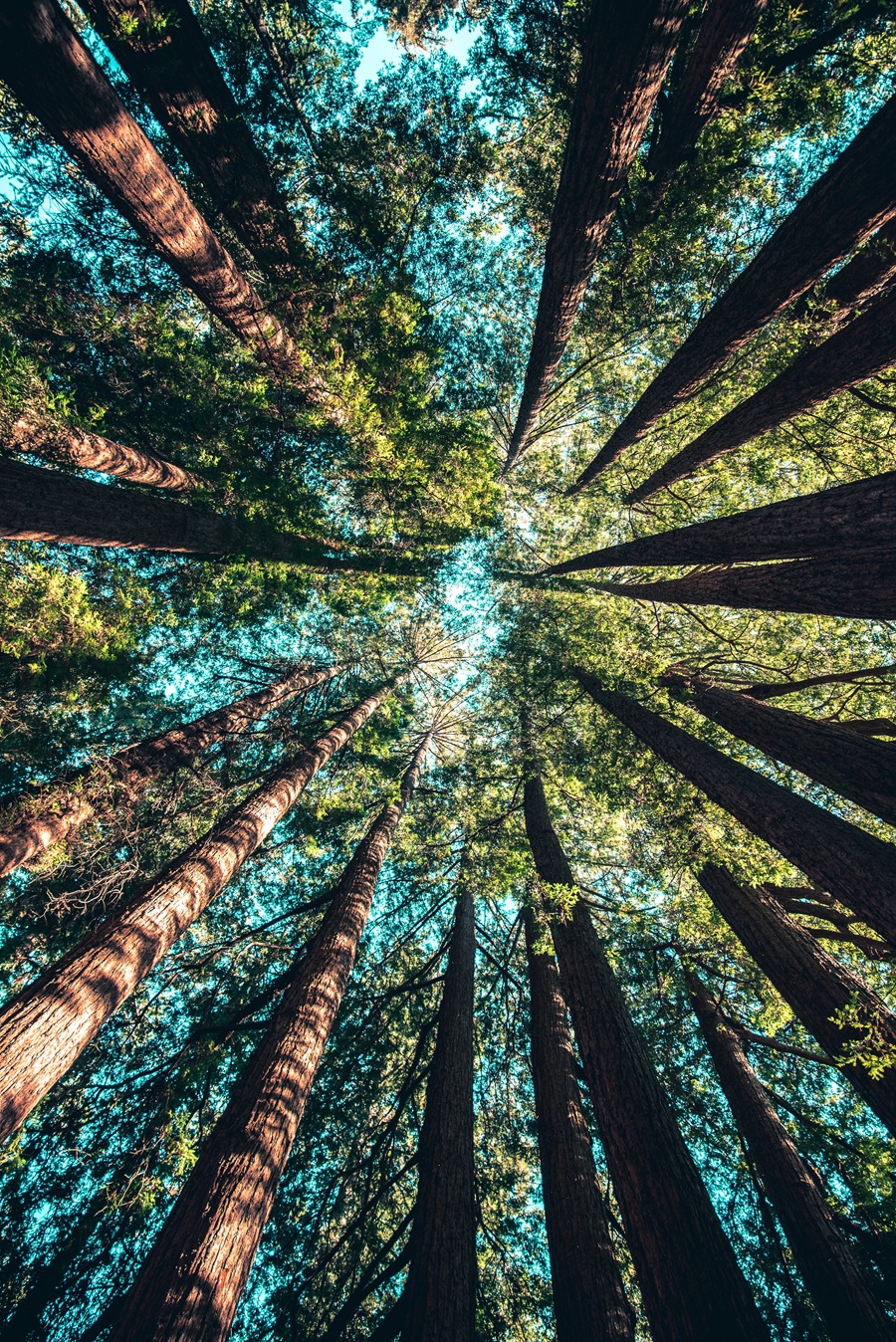 sustainability trees